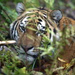Национальный парк «Зов тигра»