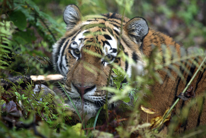 Национальный парк «Зов тигра»